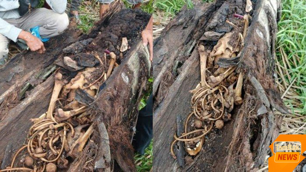 Awal Mula Misteri Penemuan Kerangka Manusia dalam Pohon di Sergai